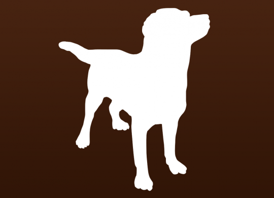 MyDog-HealthCare